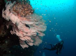 this huge aceh's gorgonian was taken 4 month after tsunam... by Iman Brotoseno 